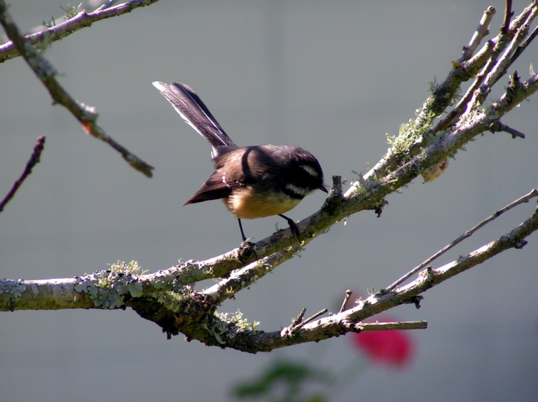fantail-of-new-zealand-2-1406817-1278×985