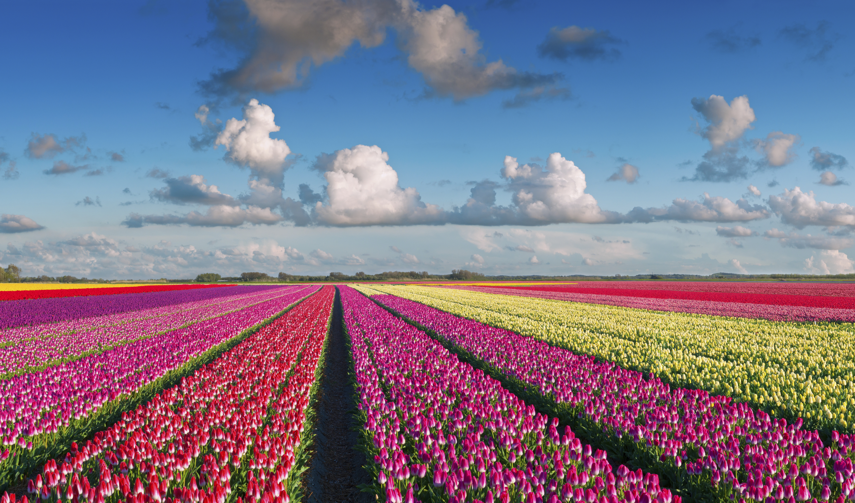 Где находится тюльпановое поле. Амстердам тюльпановые поля. Кёкенхоф Нидерланды цветочные поля. Тюльпановые плантации в Голландии. Тюльпановые поля в Кекенхоф.