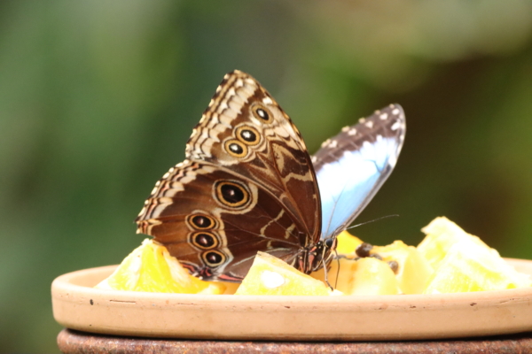Appreciative Inquiry as a Space to Be(come)